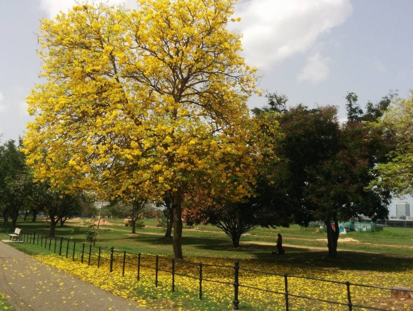 Queen’s Park Savannah, Port of Spain, Trinidad, Trinidad and Tobago